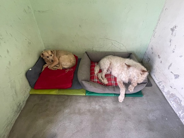 VIVANIMAL: DOCE VOLUNTARIADO